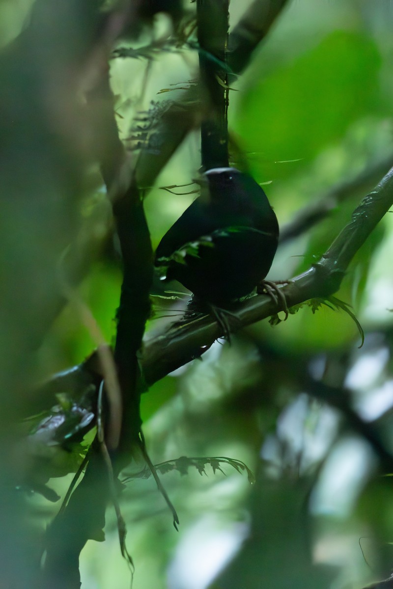 Silberbrauentapaculo (argentifrons) - ML564667871