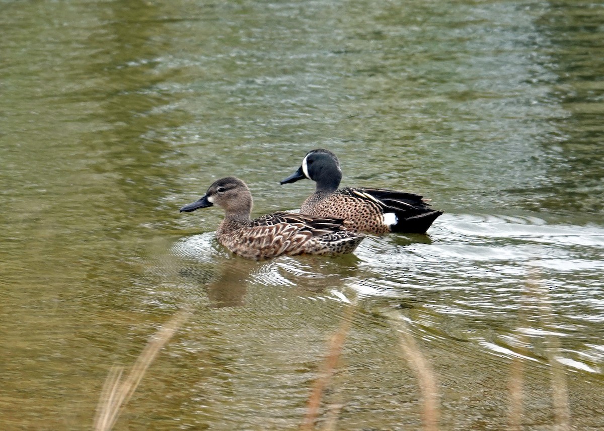 Blue-winged Teal - ML564668781