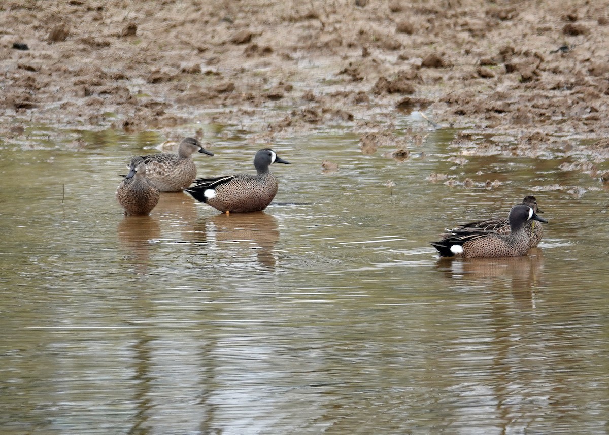Blue-winged Teal - ML564669051