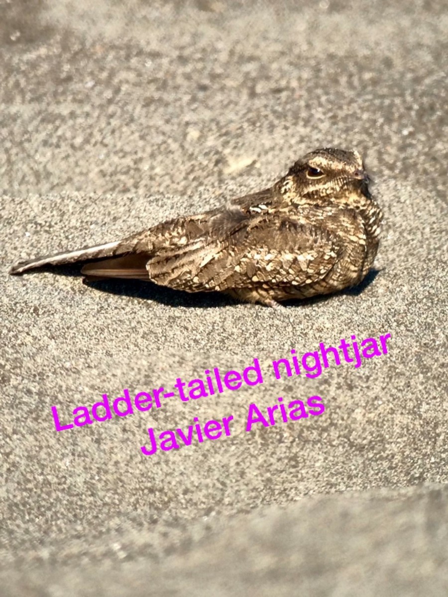 Ladder-tailed Nightjar - javier arias villota
