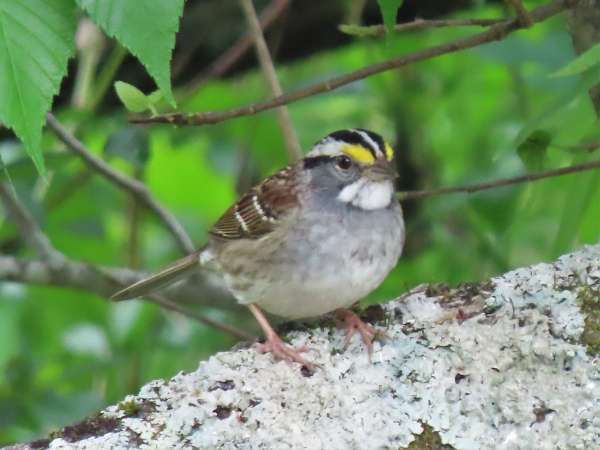 White-throated Sparrow - ML564677331