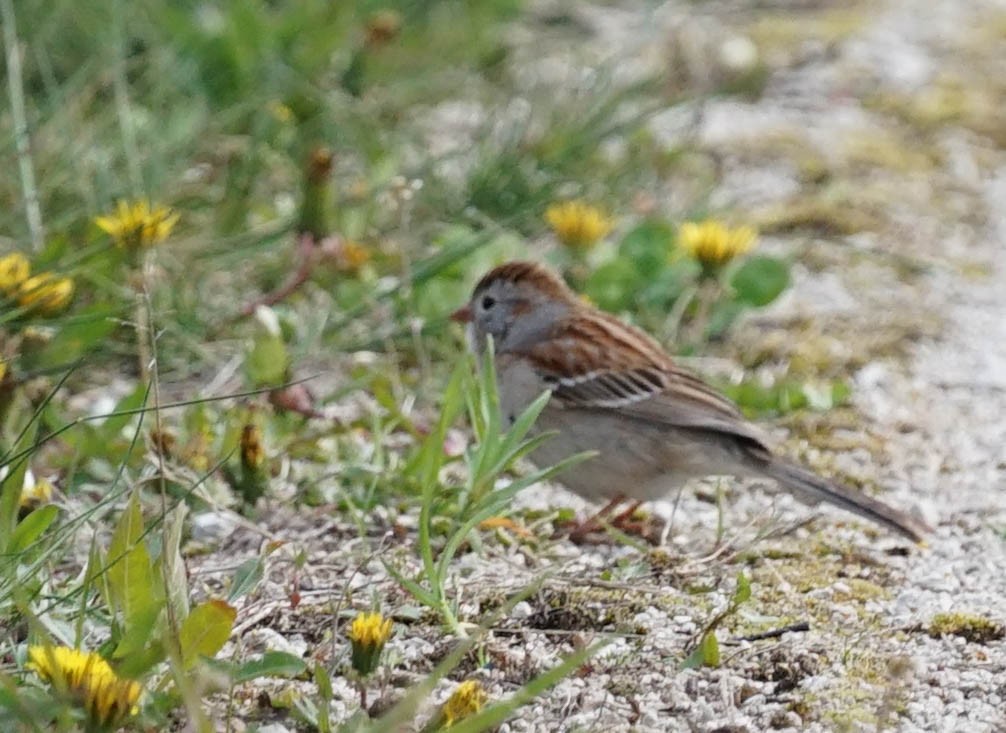 Field Sparrow - ML564678861