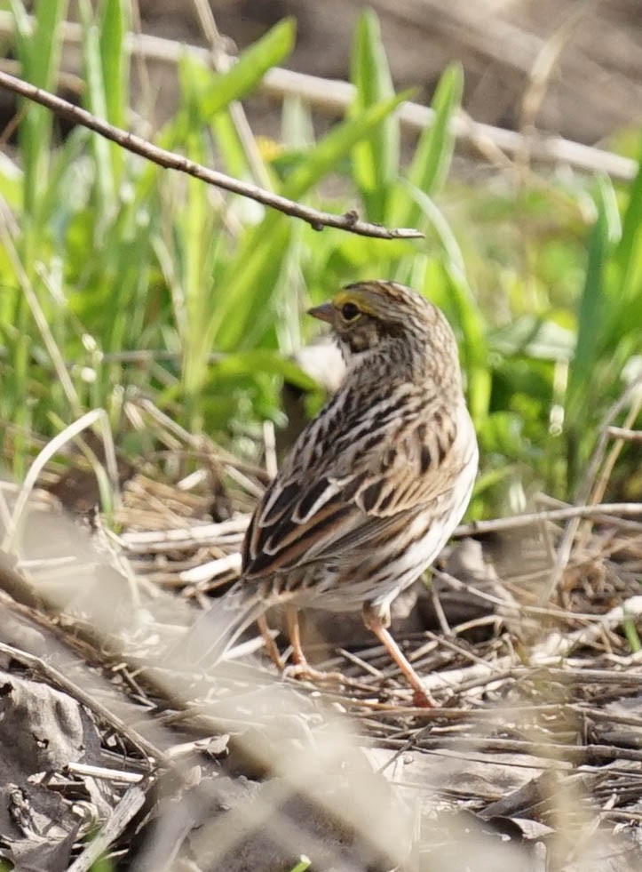 Savannah Sparrow - ML564679301