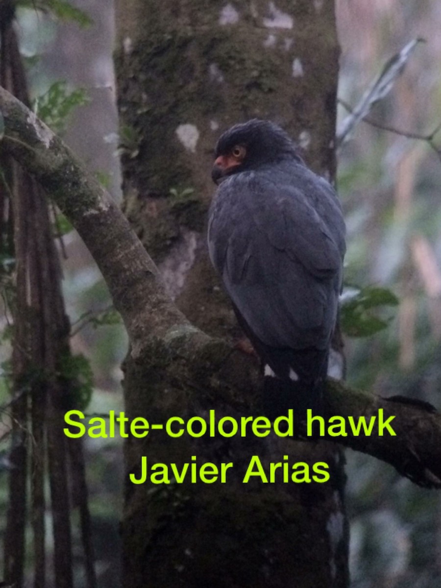 Slate-colored Hawk - ML56468061