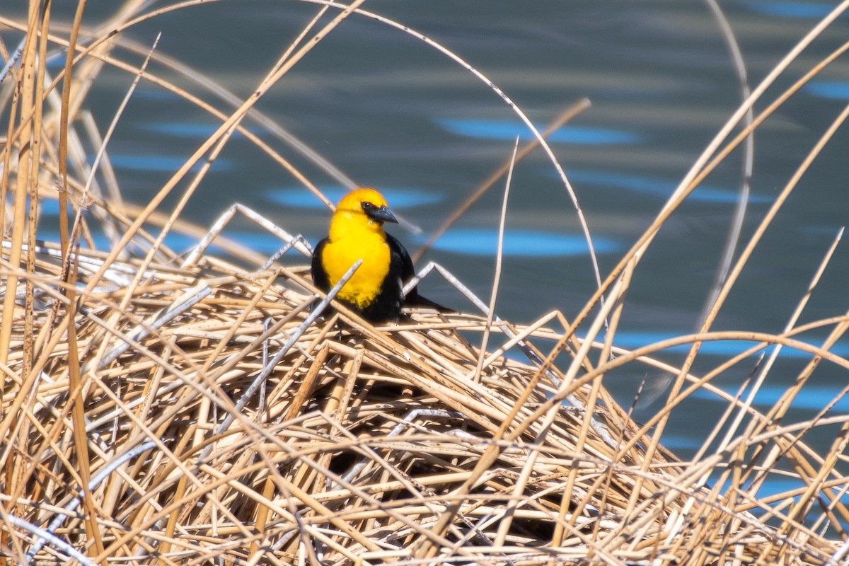 Yellow-headed Blackbird at Guichon Ranch - Beaver Ranch Flats by Chris McDonald