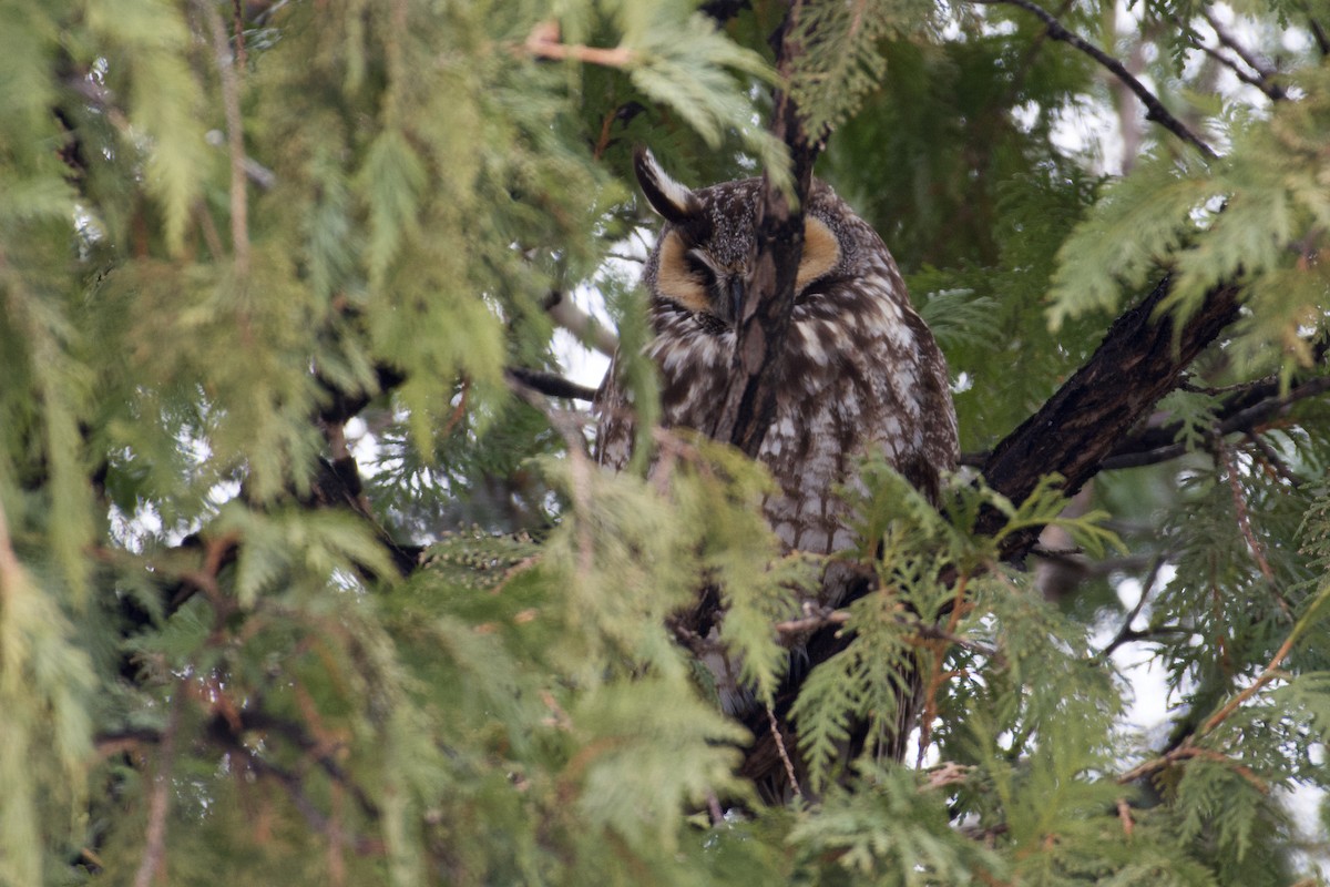 Long-eared Owl - ML564690101