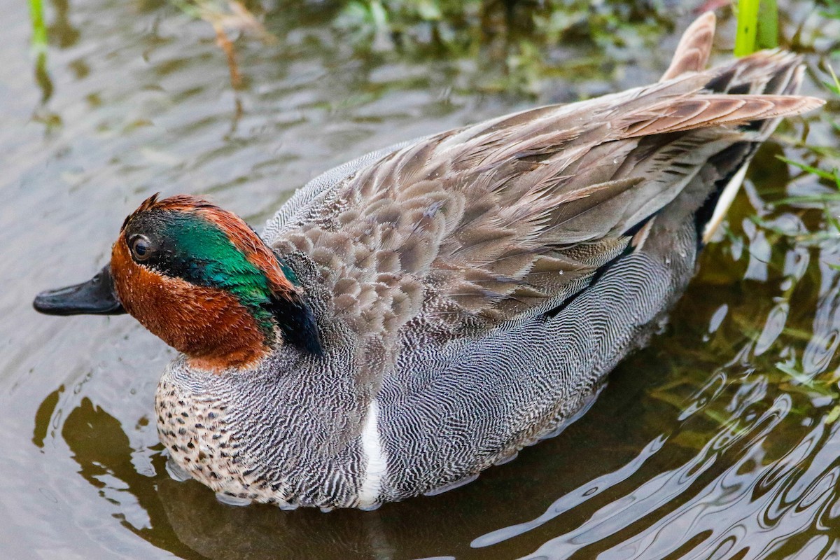 Green-winged Teal - ML564695221