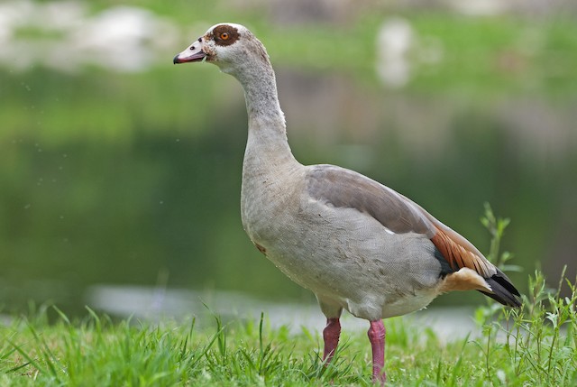 Egyptian Goose - British Waterfowl Association Species account for the  Egyptian Goose, Alopochen aegyptiaca.