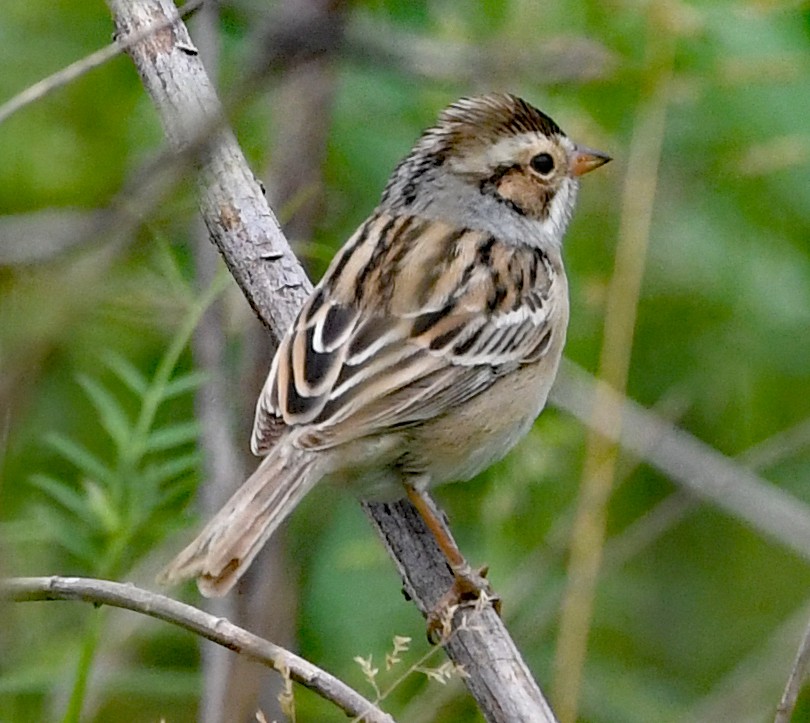 Clay-colored Sparrow - ML564696171