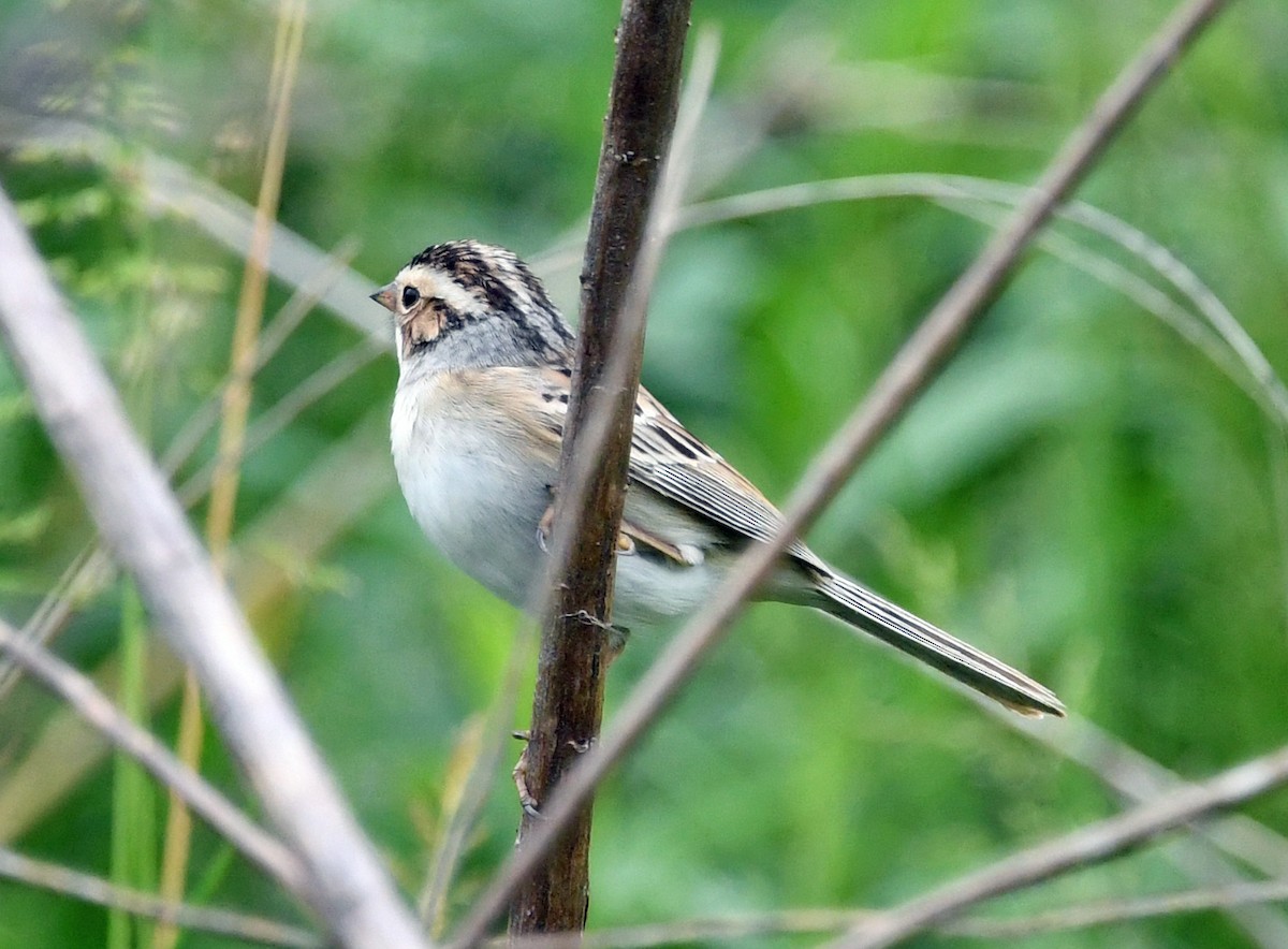 Clay-colored Sparrow - ML564696181