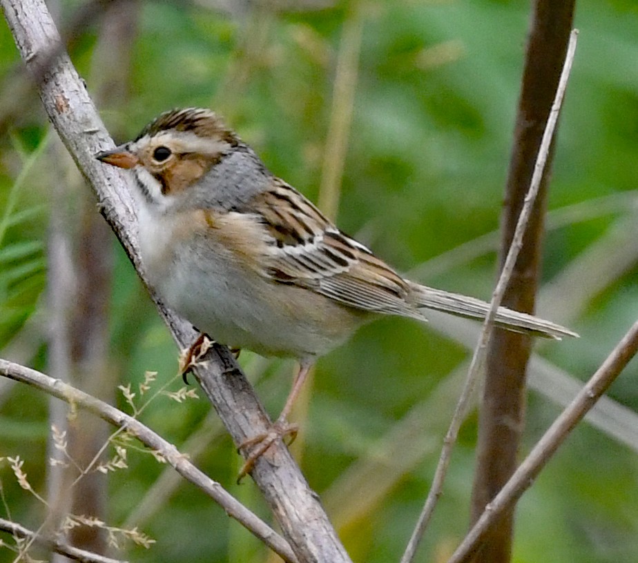 Clay-colored Sparrow - ML564696201