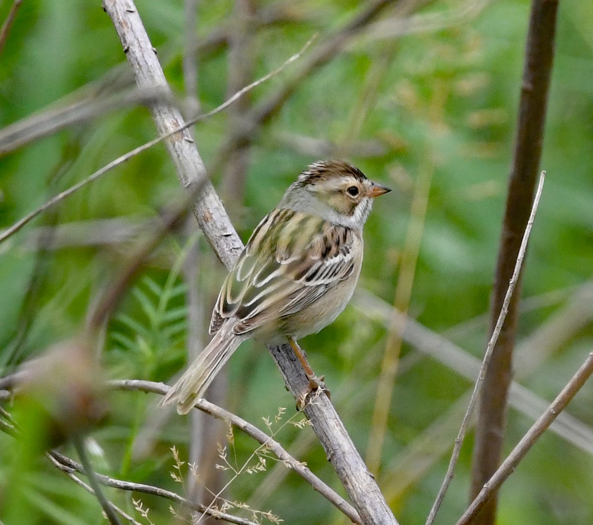 Clay-colored Sparrow - ML564696231