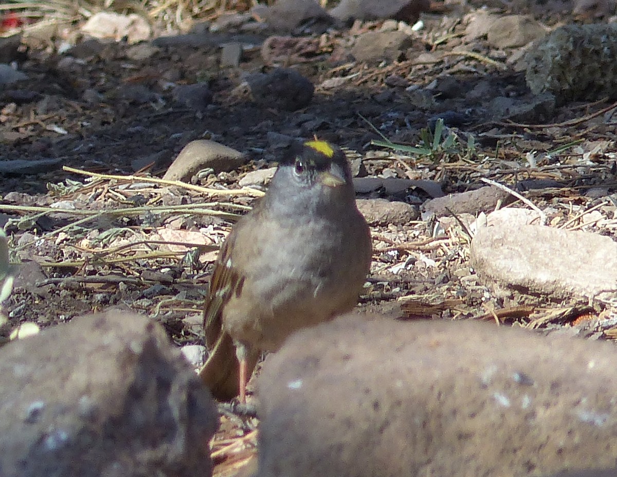 Golden-crowned Sparrow - ML56469661