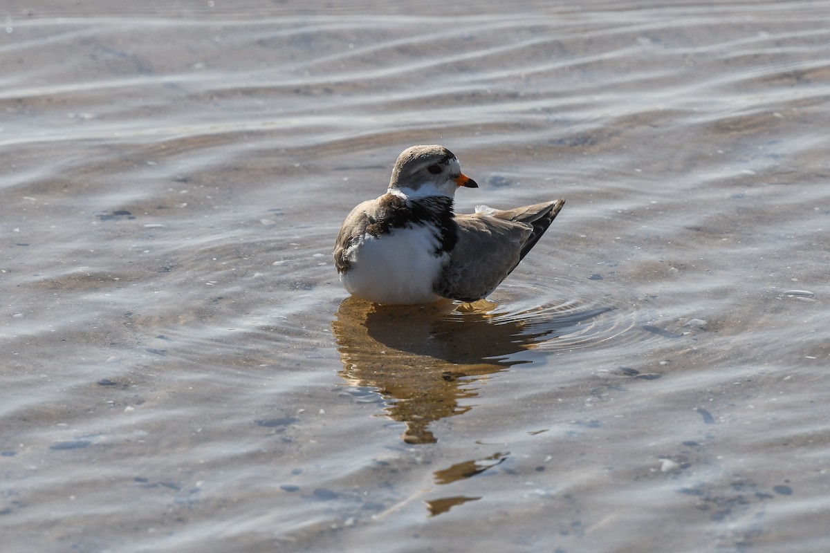 Piping Plover - ML564699441