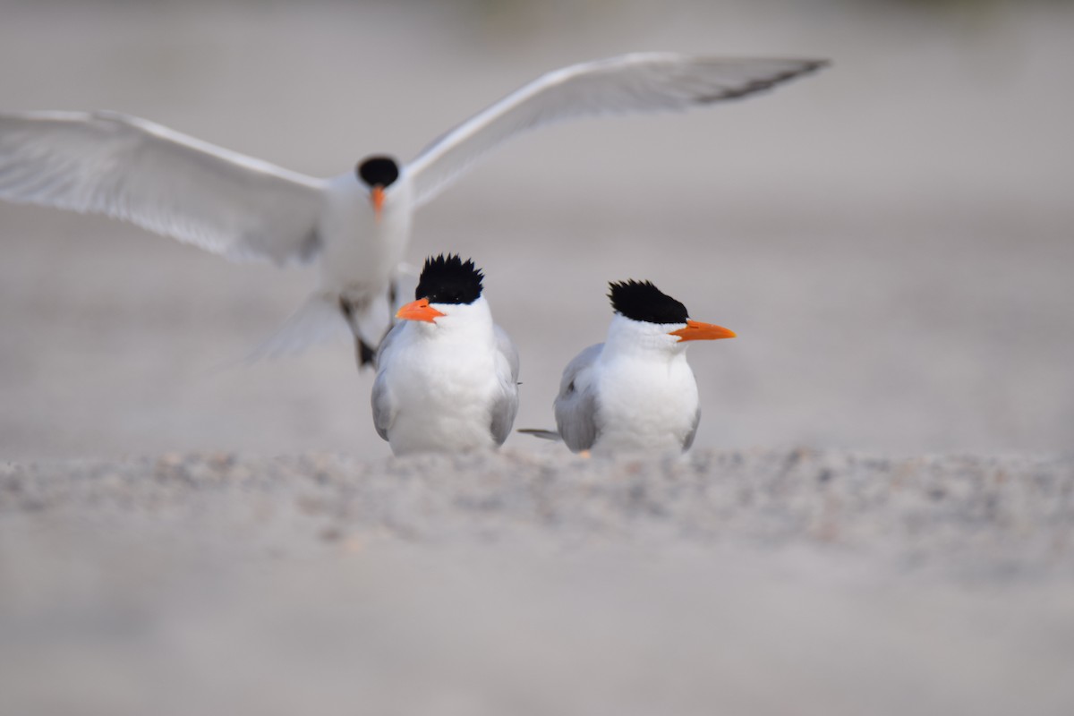 Royal Tern - Jordan Broadhead