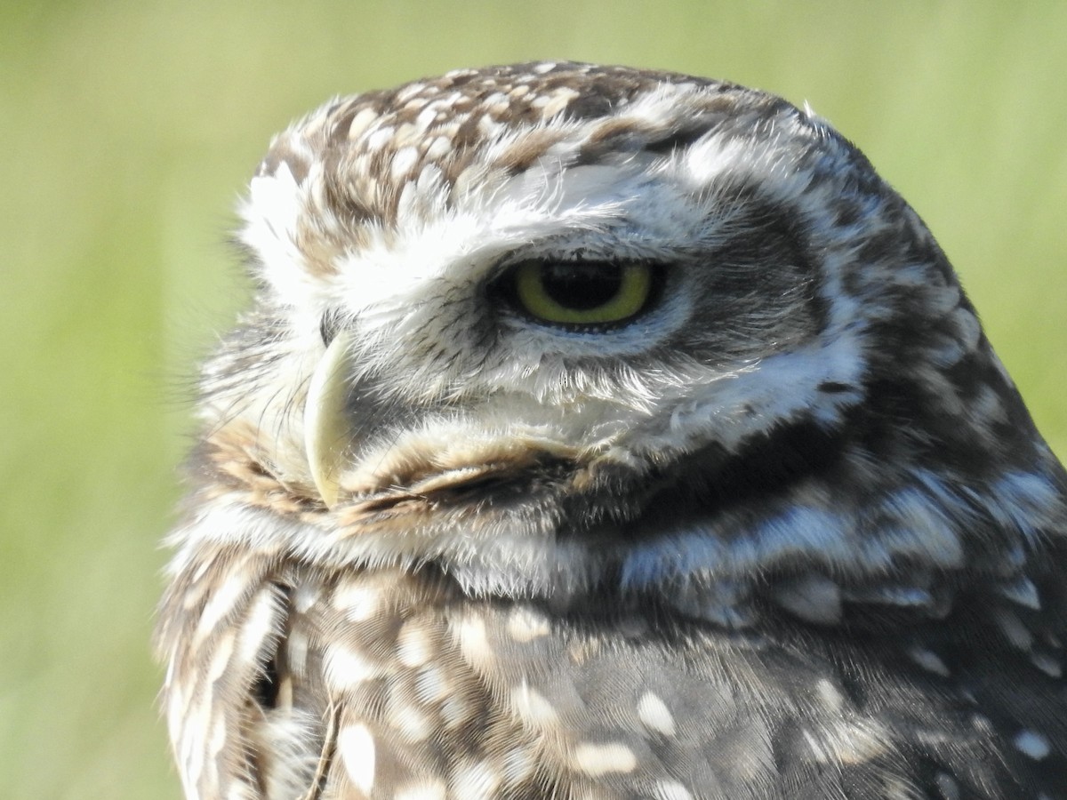 Burrowing Owl - ML564702201