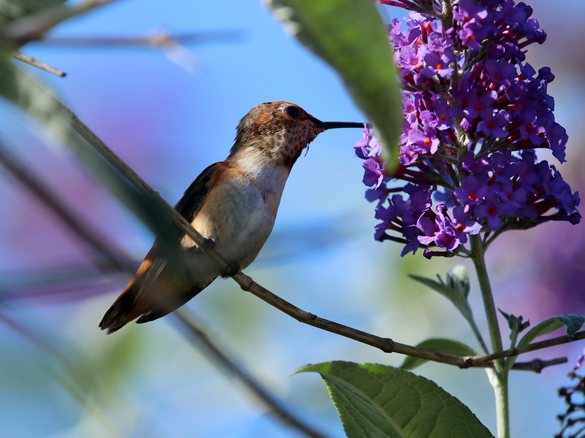 Allen's Hummingbird - Christine Jacobs