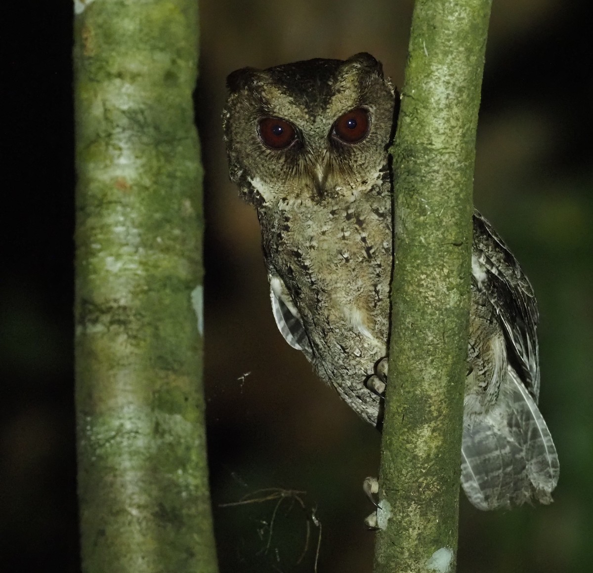 Philippine Scops-Owl - Stephan Lorenz