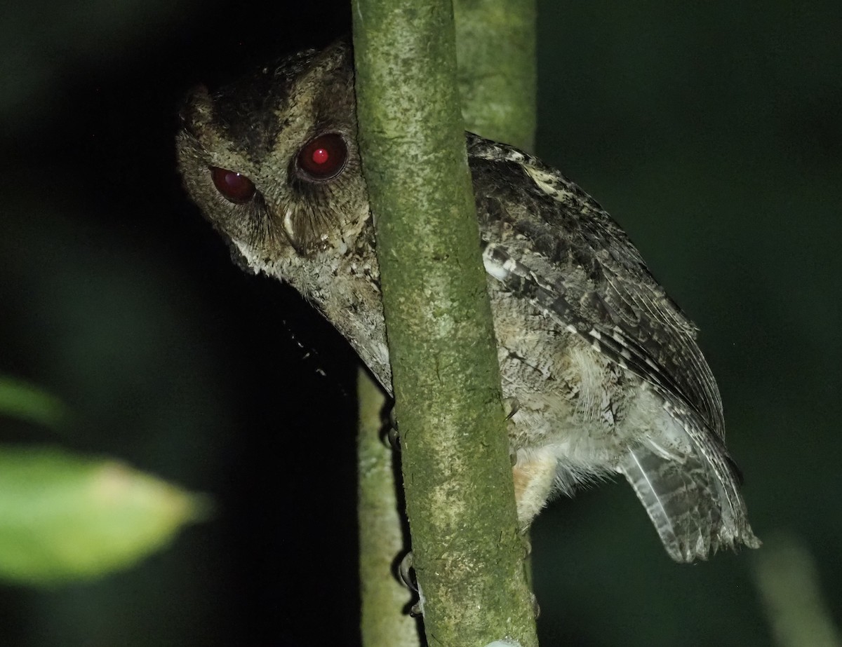 Philippine Scops-Owl - ML564709881