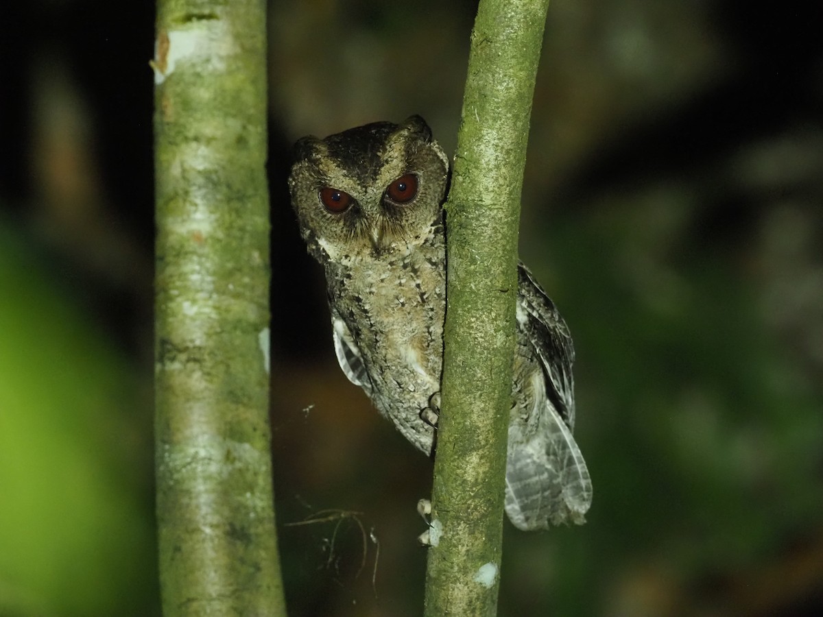 Philippine Scops-Owl - ML564709931