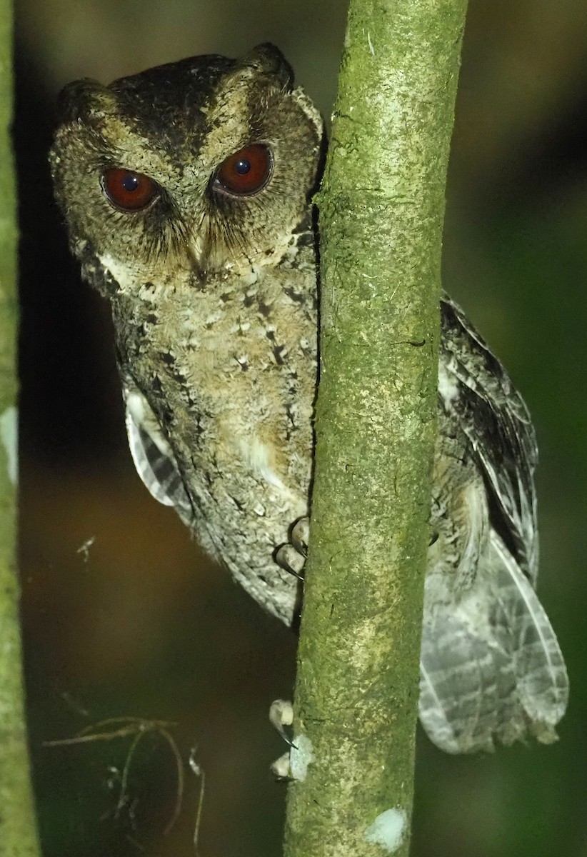 Philippine Scops-Owl - ML564710101
