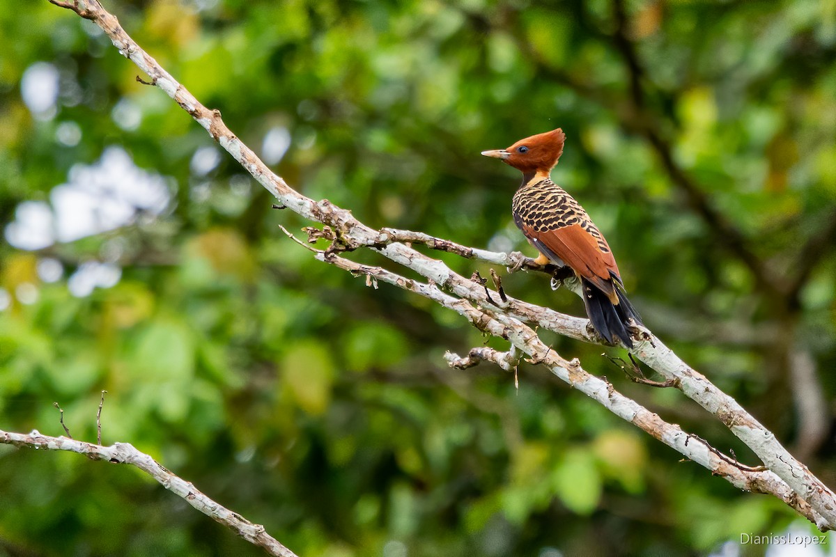 Rufous-headed Woodpecker - ML564710281