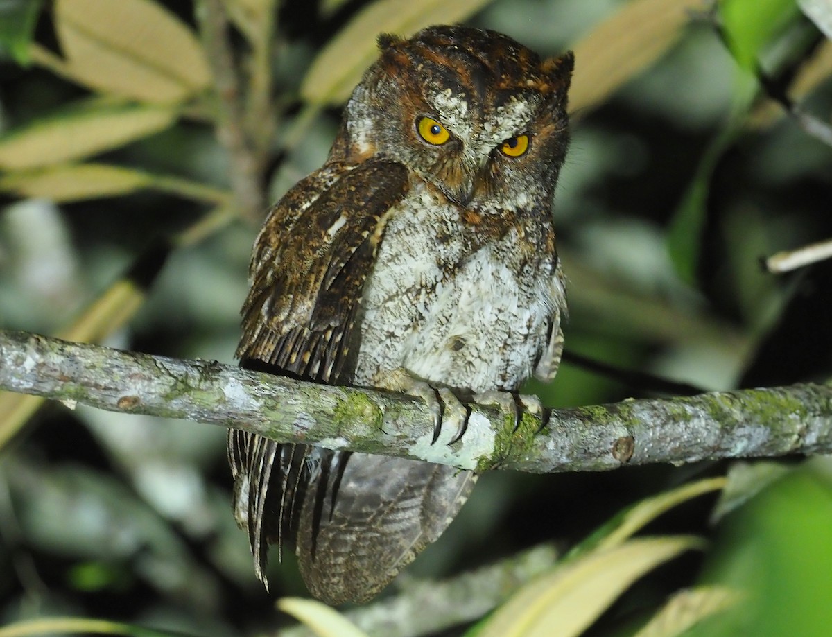 Luzon Scops-Owl - Stephan Lorenz