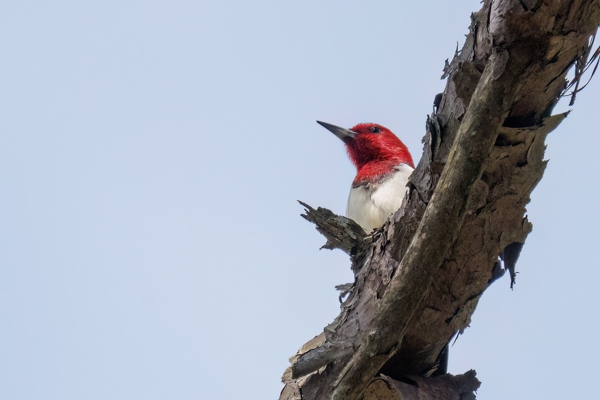 Red-headed Woodpecker - ML564716271