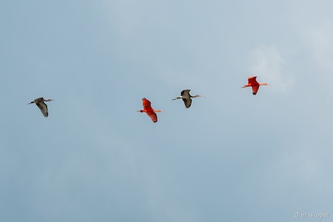 Scarlet Ibis - eBird