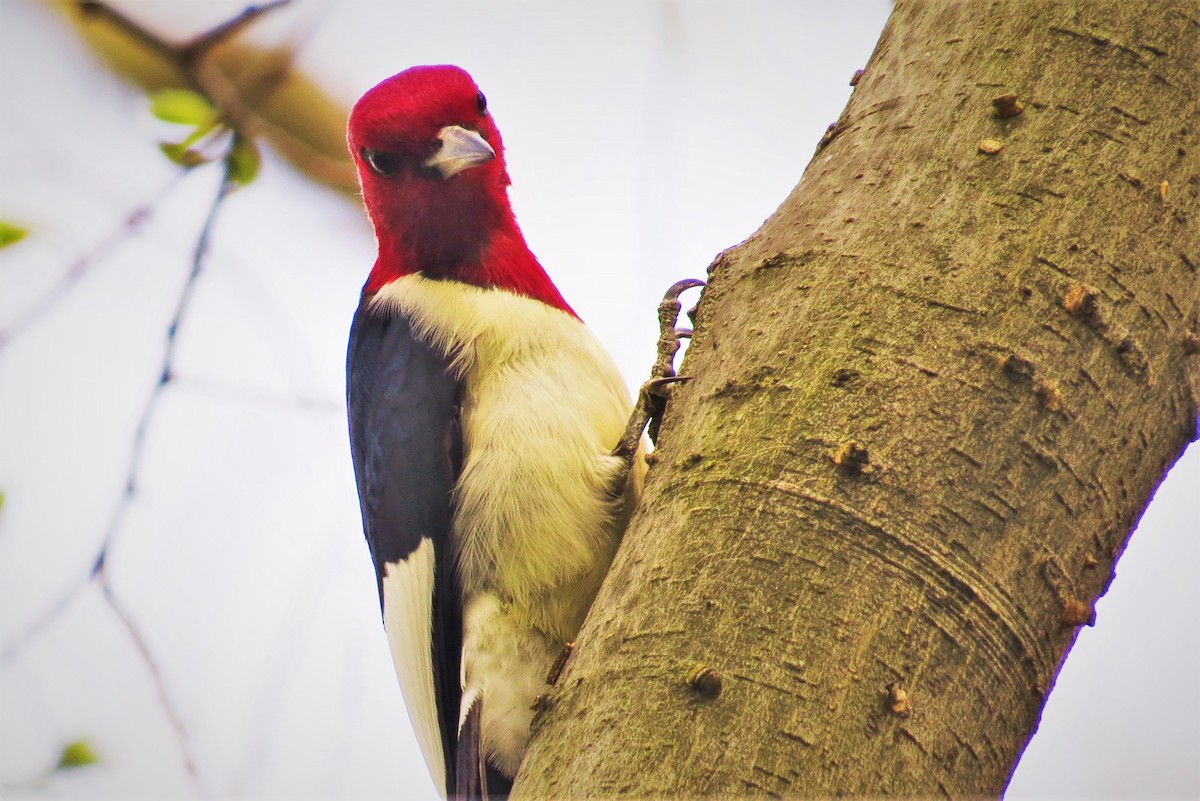 Red-headed Woodpecker - ML56472231