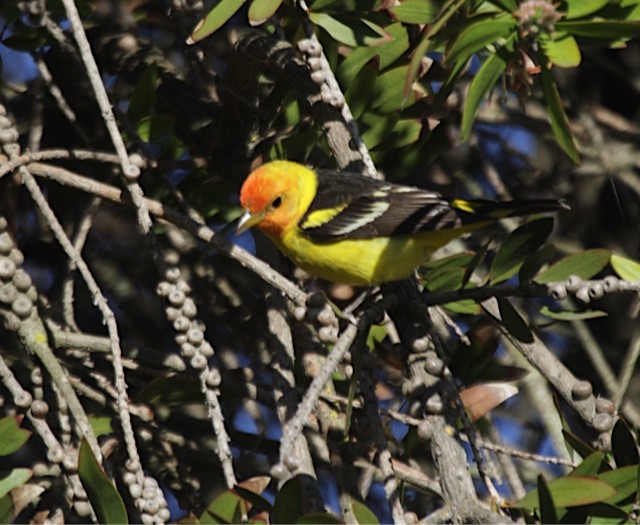 Western Tanager - ML56472601