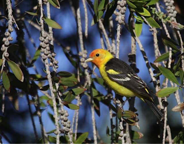 Western Tanager - ML56472611