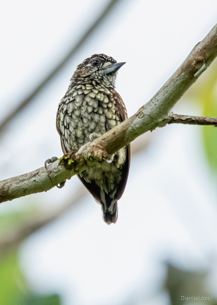 Scaled Piculet - ML564730981