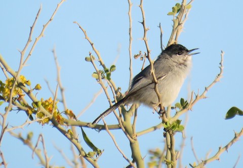 California Gnatcatcher - eBird