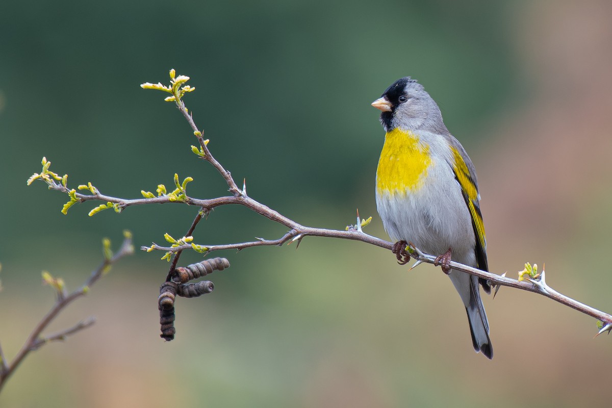 Lawrence's Goldfinch - ML564740921