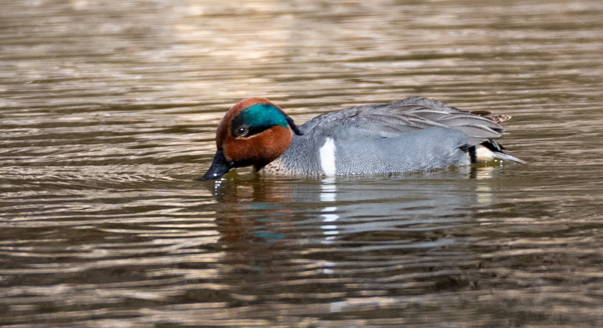 Green-winged Teal - David Campbell