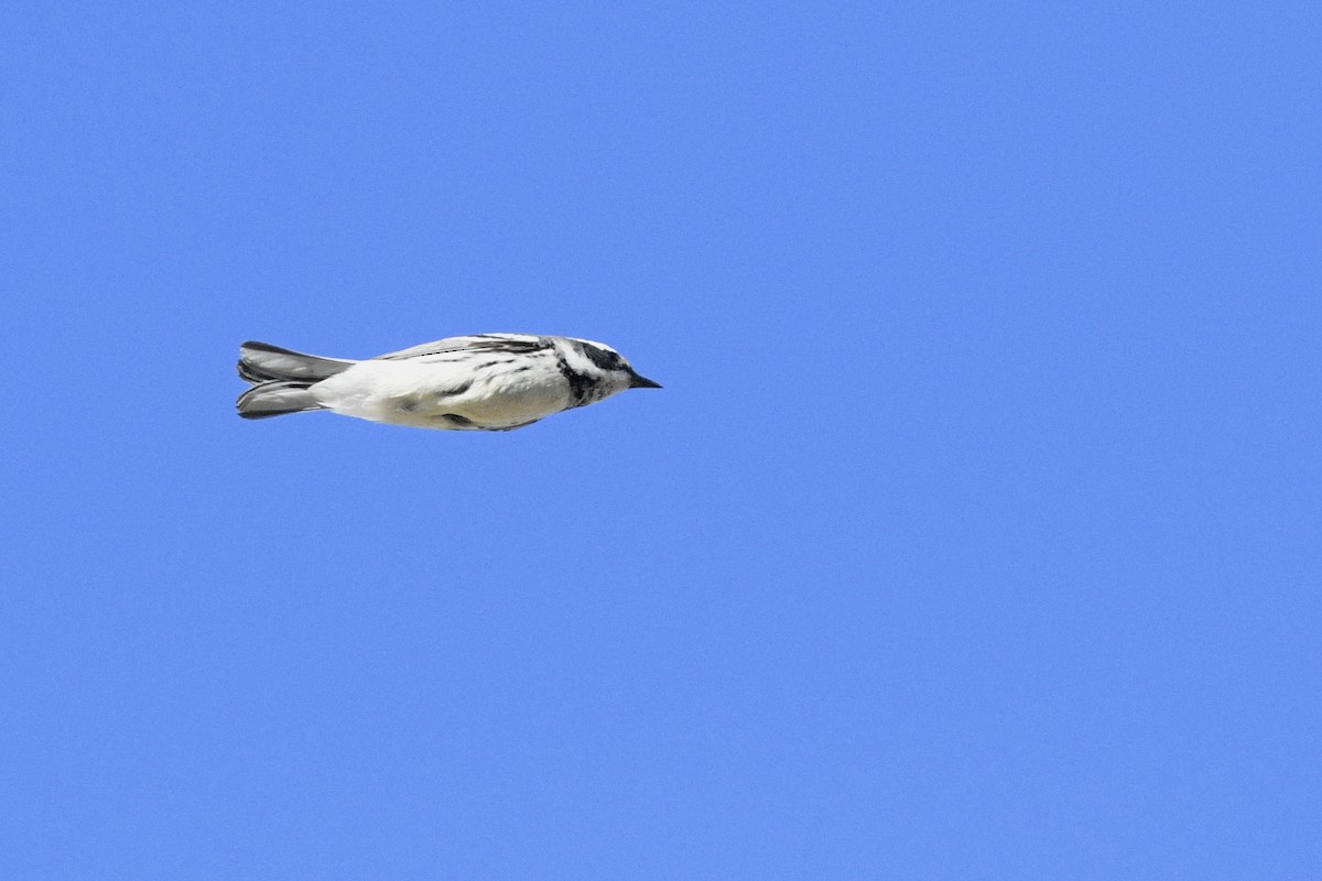 Black-throated Gray Warbler - ML564743241