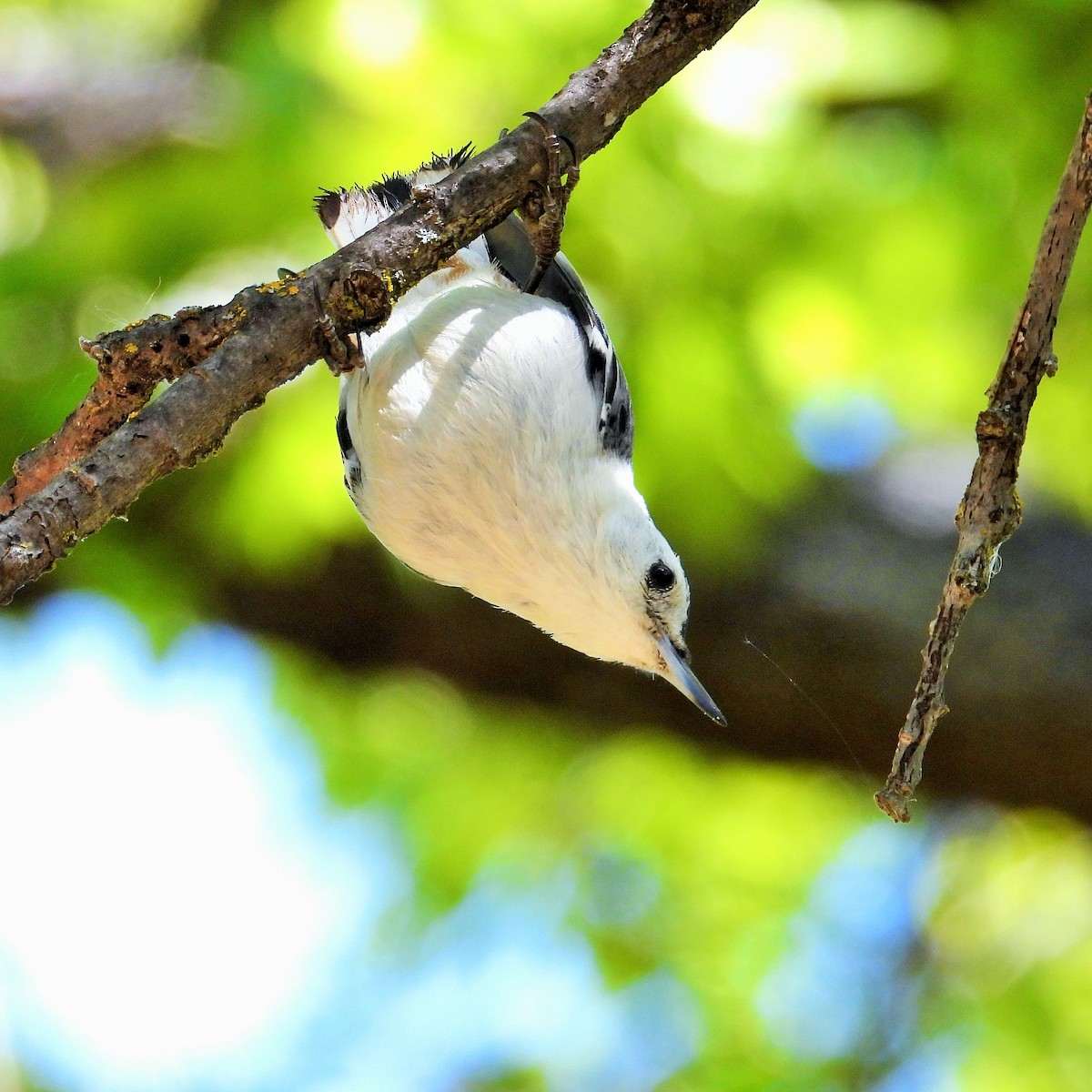 White-breasted Nuthatch - ML564744031