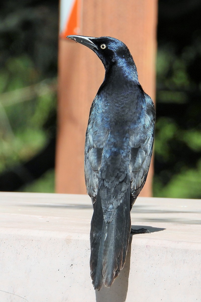 Great-tailed Grackle - ML564744681