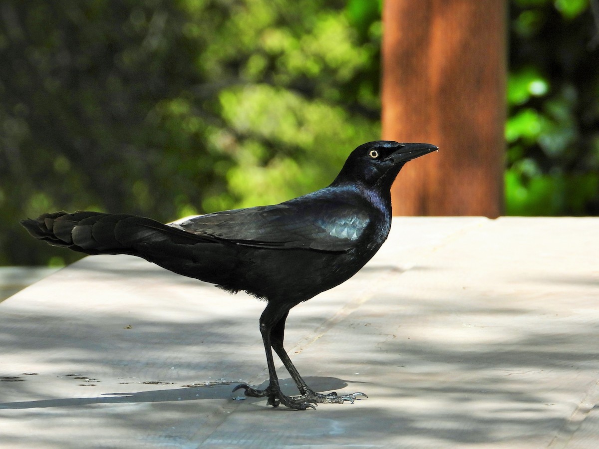 Great-tailed Grackle - ML564745451