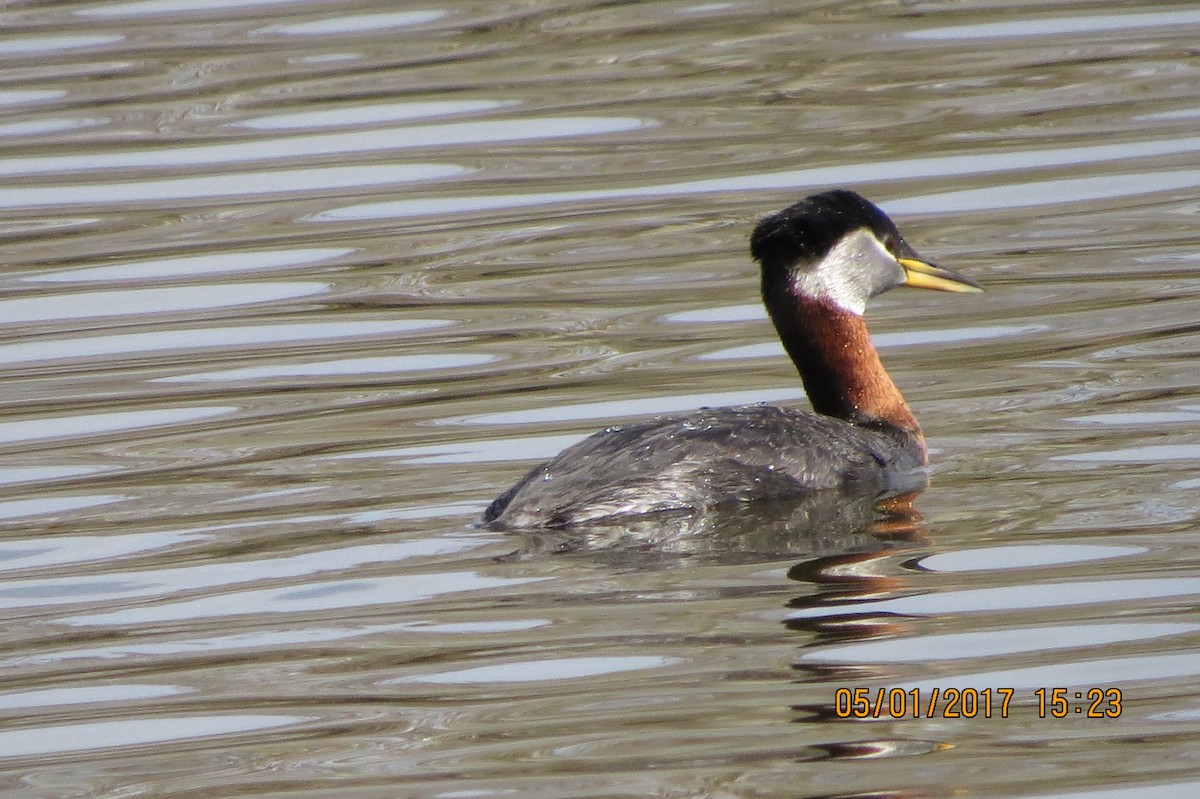 Red-necked Grebe - ML56474621