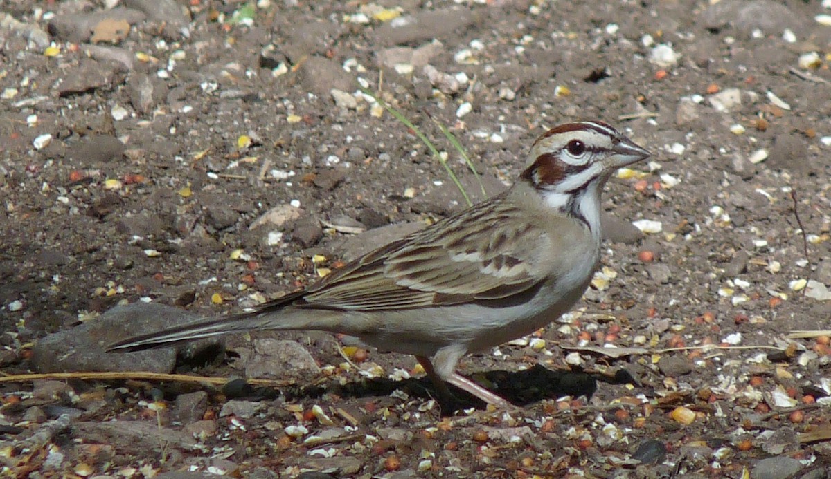 Lark Sparrow - Tresa Moulton