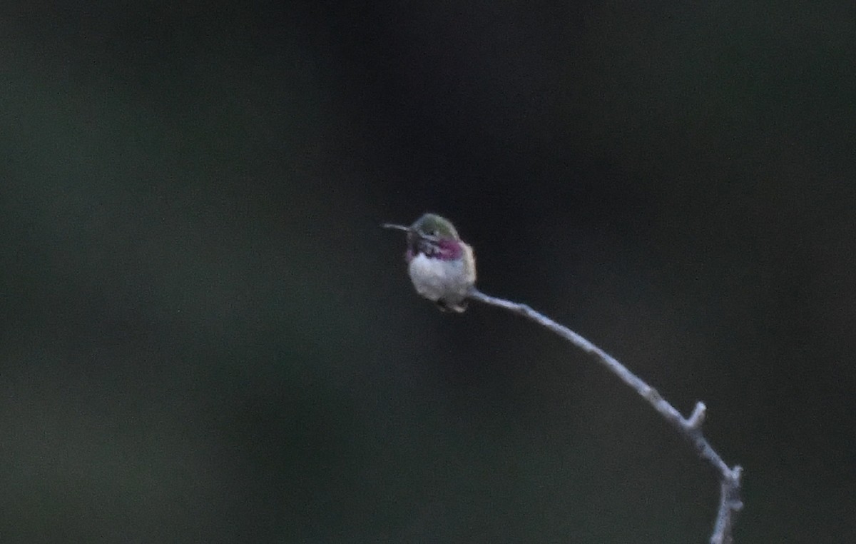 Calliope Hummingbird - ML564755811