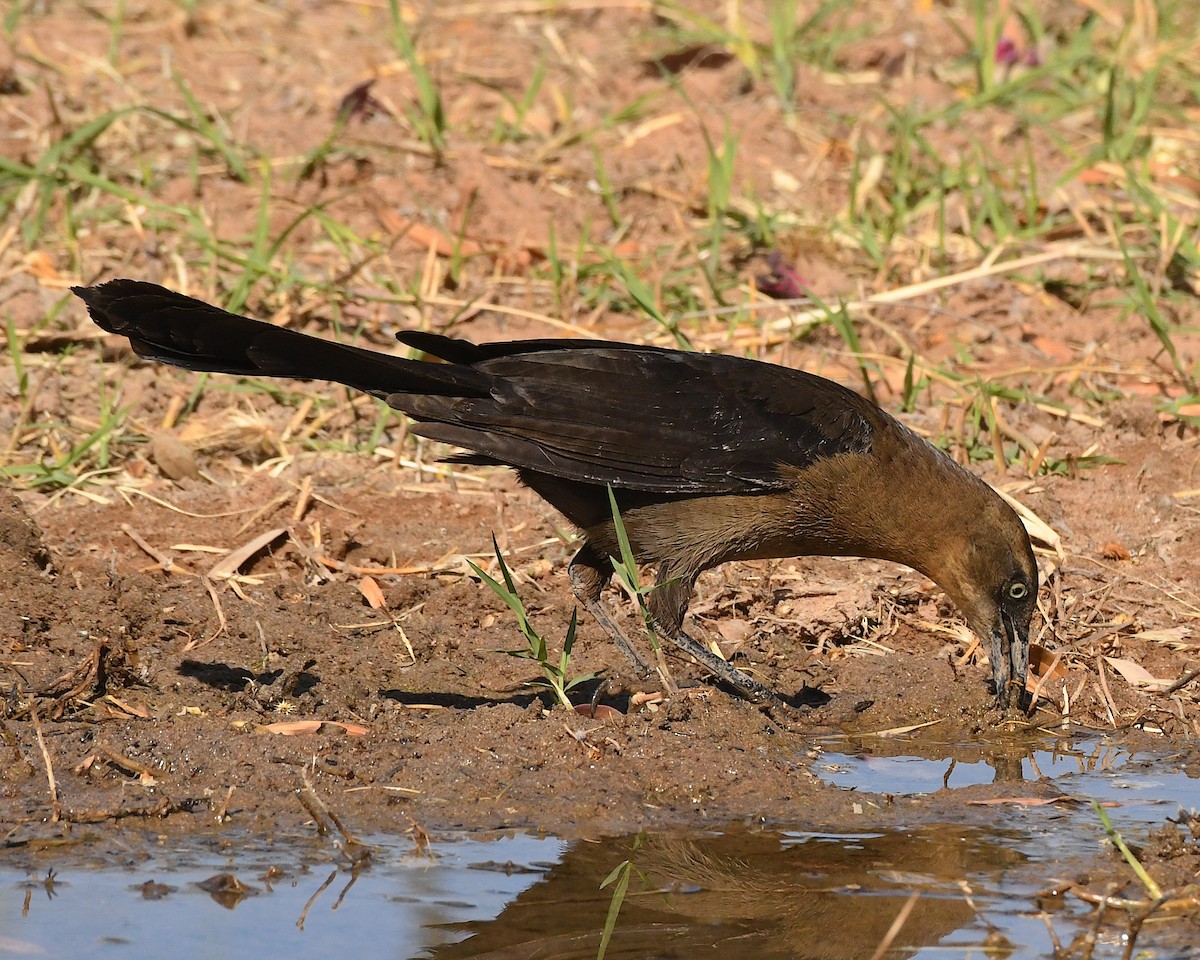 Great-tailed Grackle - ML564756541