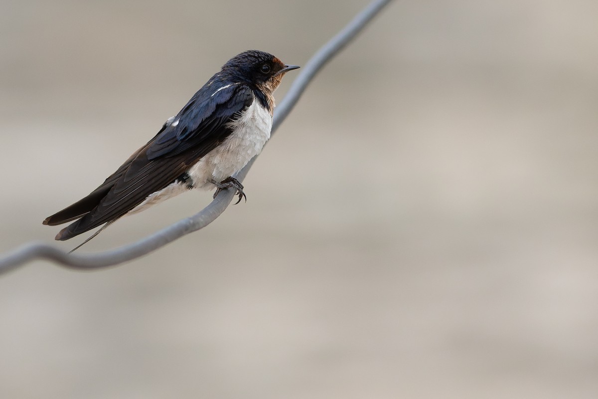 Ethiopian Swallow - ML564756651