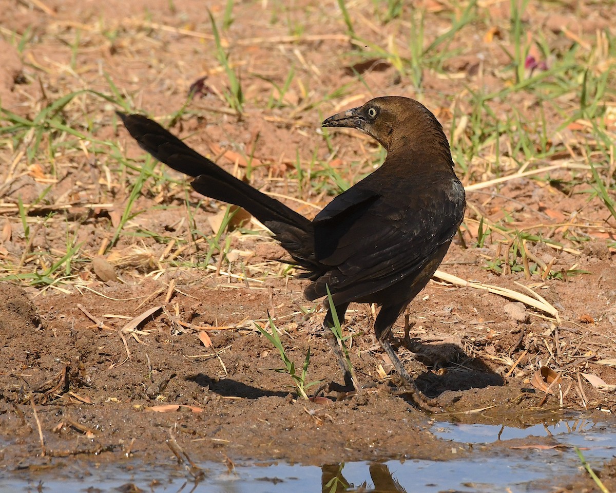 Great-tailed Grackle - ML564756691