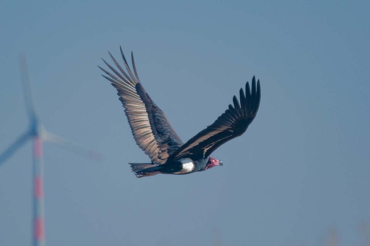 Red-headed Vulture - ML564757641