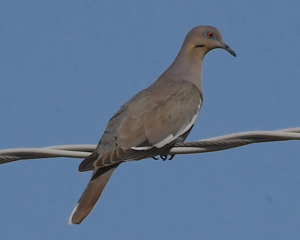 White-winged Dove - ML564759181