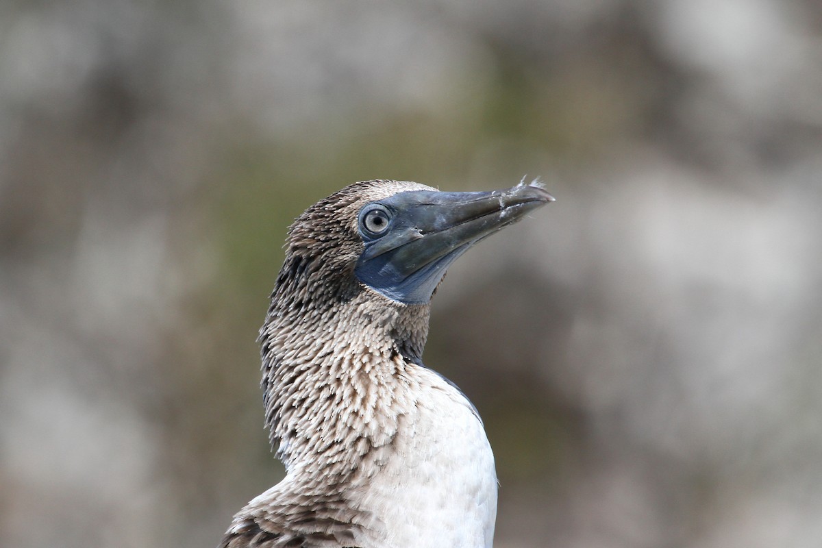 Blue-footed Booby - ML564760131