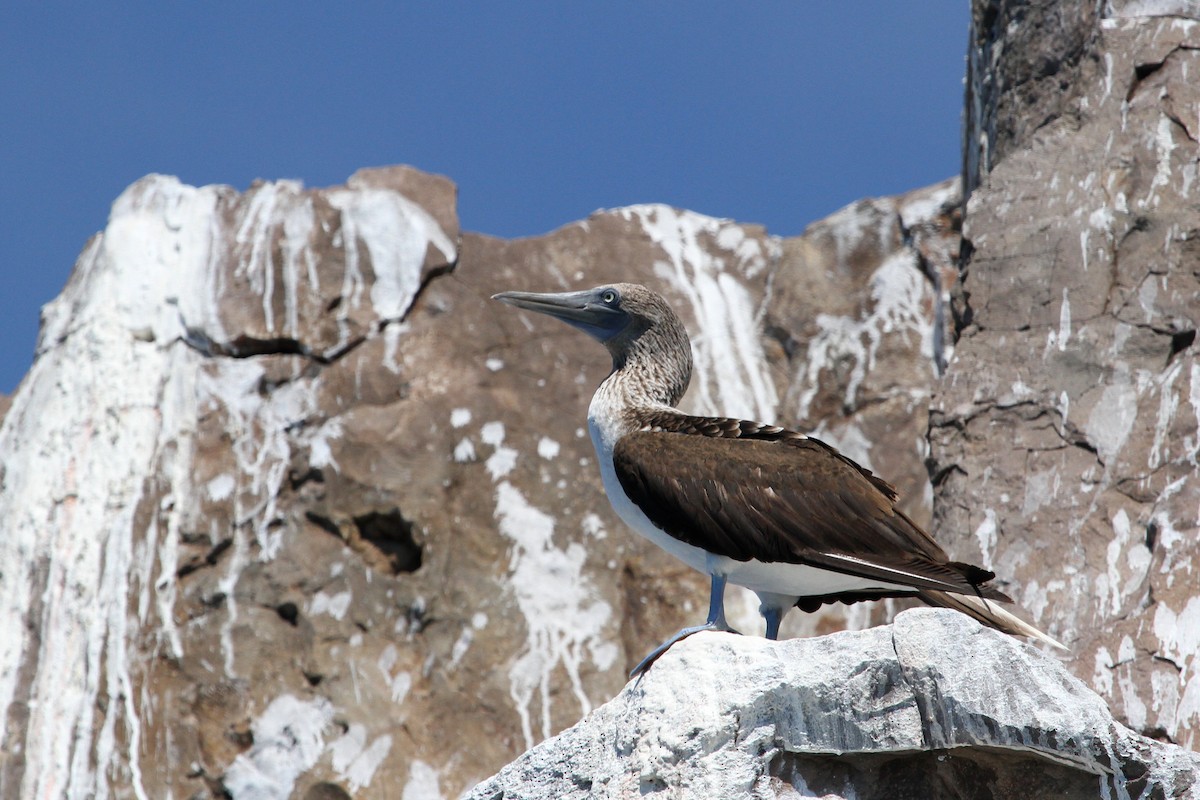 Blue-footed Booby - ML564760171
